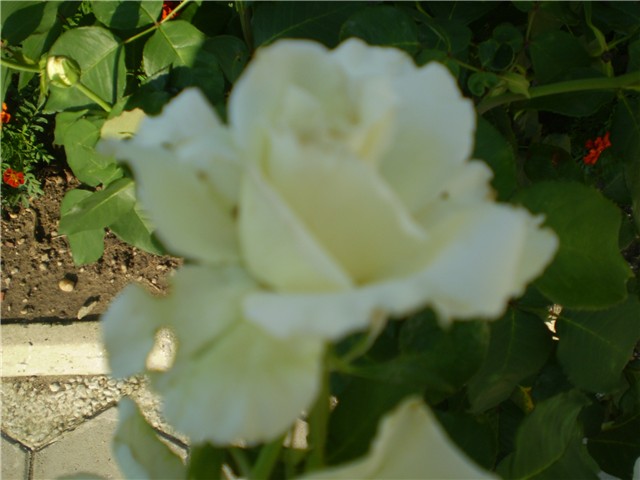 ružica
